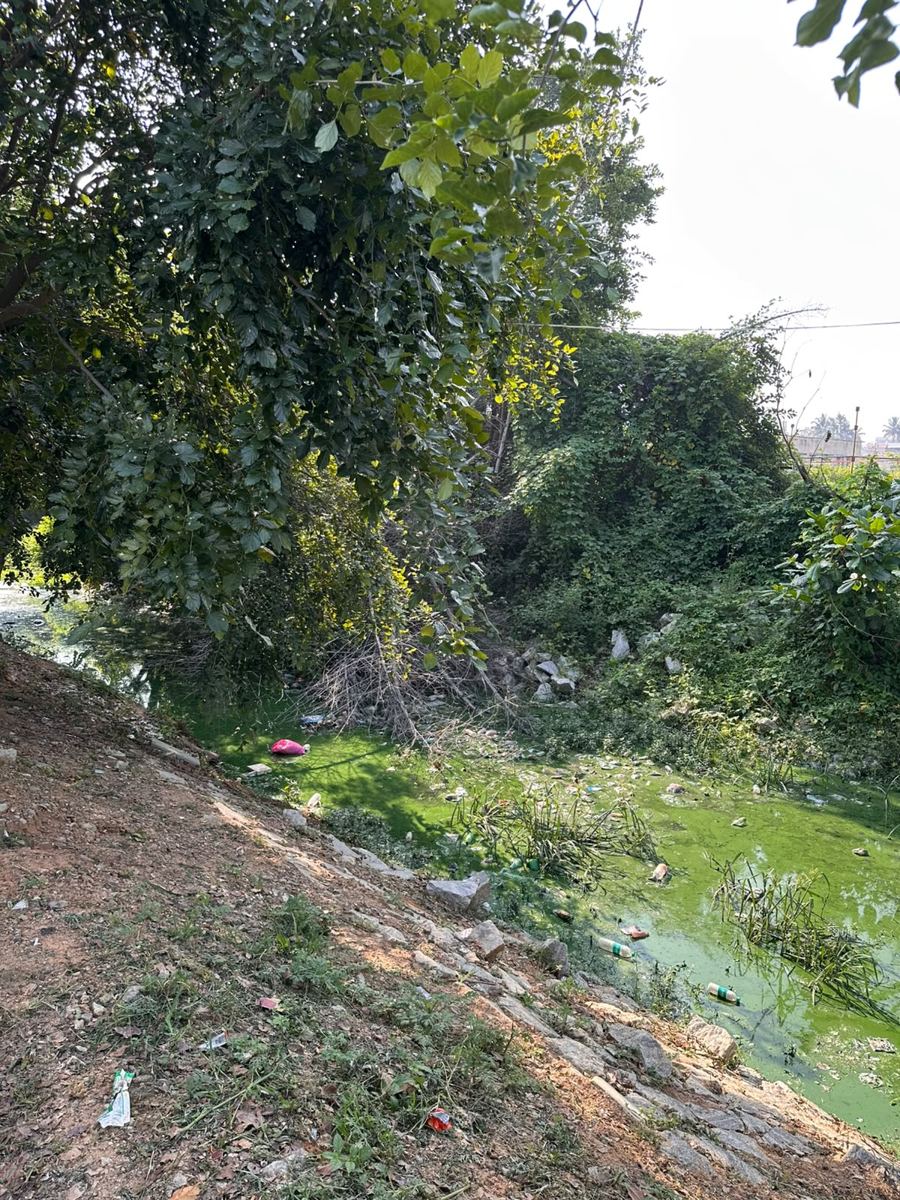 Overgrown east bank sloping down to algae-covered water, with litter scattered on the slope.